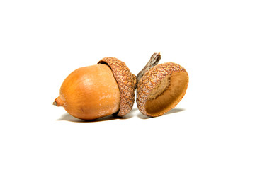One  brown acorn  with hats on over white