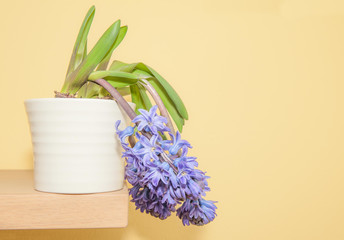 Depressione floreale © DrUGO_1.0