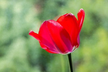 Red tulip