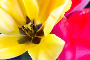 Macro of yellow tulip with stamen and pollen