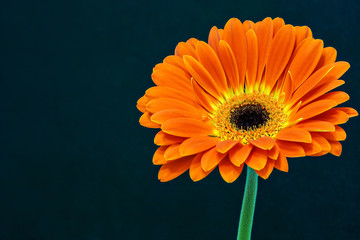 The orange gerbera with the yellow corolla and green stem close-up on the dark blue background