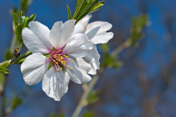 Flower of almond close-up
