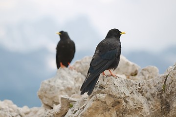 Crows on the Mountain