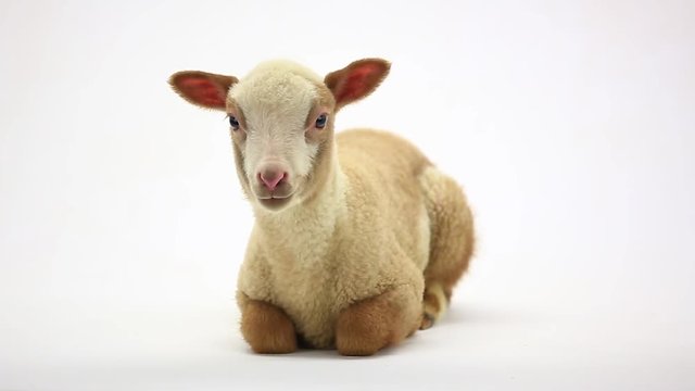 little sheep on a white background
