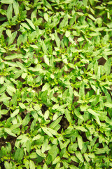 Obraz premium seedling tomatoes background