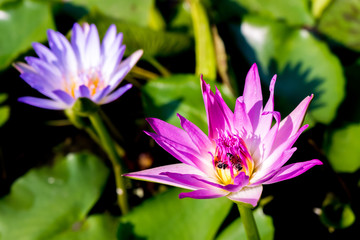 beautiful blooming lotus flower in pond