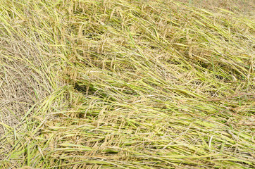 Leaning tilt rice field nature background