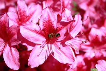 Bee on pink azaleas on Lake Maggiore in spring