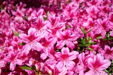 Japanese Azaleas by Lake Maggiore in Spring