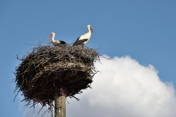 Storks in the nest