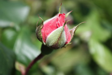 Bud of Rose