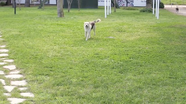  Active  dog runs on a green grass, Bright of Sunny day, walking on the grass. 