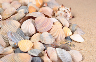 Seashells close-up on a beach sand