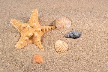 Fototapeta na wymiar Starfish and seashells close-up in a beach sand
