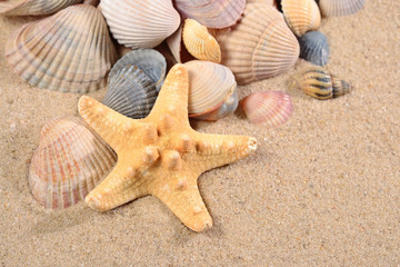 Fototapeta na wymiar Starfish and seashells close-up in a sand