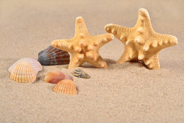 Fototapeta na wymiar Starfishs and seashells close-up in a beach sand