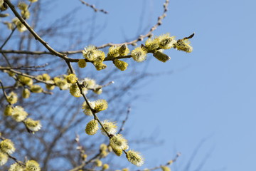 Beautiful pussy willow flowers branches on wind