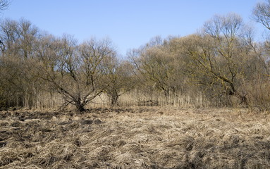 Trees on bog in forest at early spring time