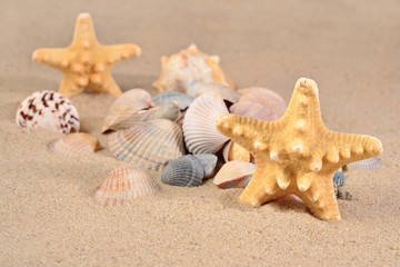 Fototapeta na wymiar Starfishs and seashells close-up in a beach sand