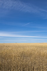 Wheat field at sunny day