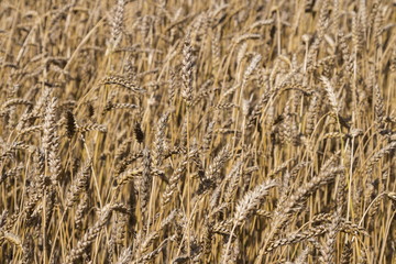 Fototapeta premium Wheat field at sunny day