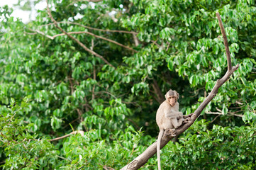 Monkey waiting for and looking for chance to stolen food in an island of andaman sea ,thailand. Lipe island.