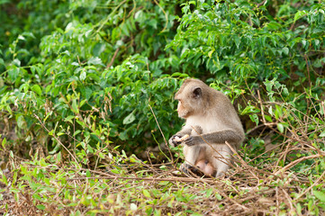 Monkey waiting for and looking for chance to stolen food in an island of andaman sea ,thailand. Lipe island.