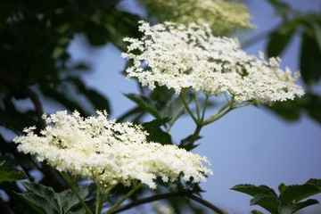 elderflowers in spring