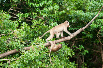 Monkey waiting for and looking for chance to stolen food in an island of andaman sea ,thailand. Lipe island.