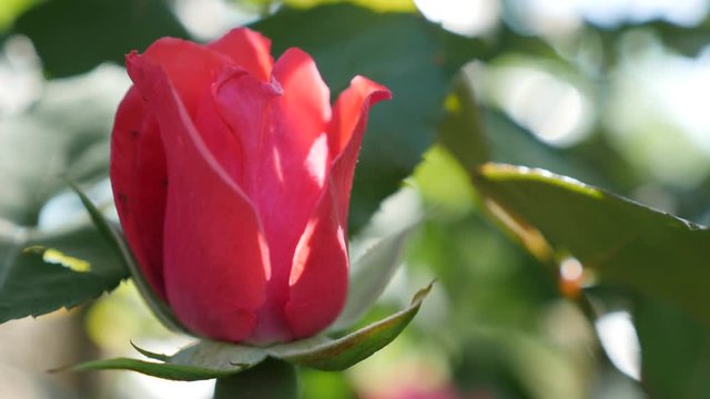 Decorative rose bud close-up flower background 4K 2160p UltraHD footage