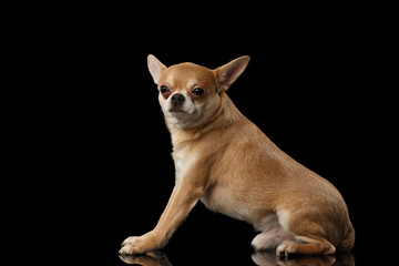 Red Chihuahua dog Sitting on Mirror, Looking in Camera isolated