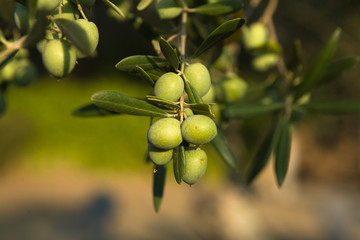 Green Olives