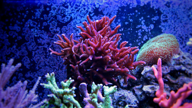 Birdsnest Coral (Seriatopora hystrix)