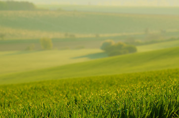 Green grass blurred fields  suitable for backgrounds or wallpapers, natural seasonal landscape. 
