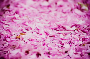 Pink sakura flower petals, natural romantic abstract background