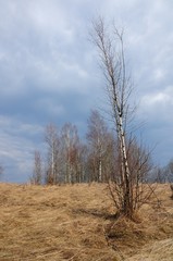 Fototapeta na wymiar young birch without leaves at the beginning of spring