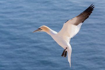 Fototapeta na wymiar flying northern gannet, Helgoland Germany