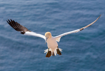 flying northern gannet, Helgoland Germany