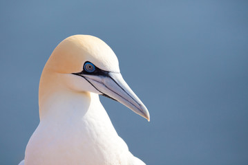 northern gannet sitting on the nest