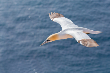 flying northern gannet, Helgoland Germany