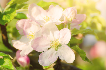 Fototapeta na wymiar Apple tree flower blossoming at spring time, floral sunny vintage natural background