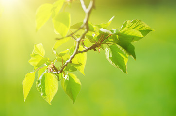 Sunny young green spring  leaves, natural eco background