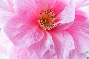 Delicate pink camelia