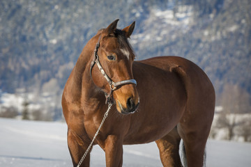 Braune Quarter Horse Stute im Schnee