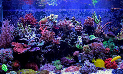 Naklejka na ściany i meble Amazing Coral Reef Aquarium moment