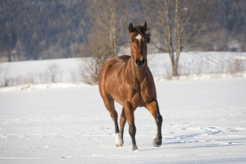 Fototapeta na wymiar Braune Quarter Horse Stute im Schnee