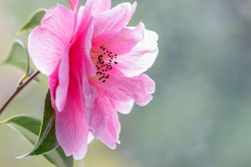 Obraz premium Delicate pink camelia