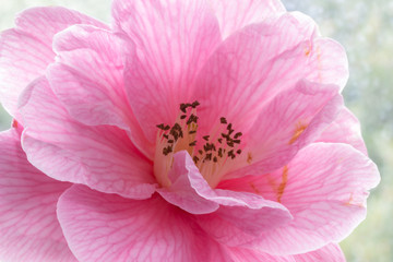 Delicate pink camelia