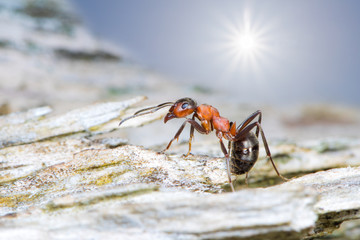eine Rote Waldameise läuft bei Sonnenschein und Hitze durch die Landschaft