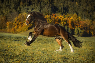 Shire Horse im Herbst